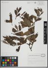 Foto von Salix atrocinerea Brot.